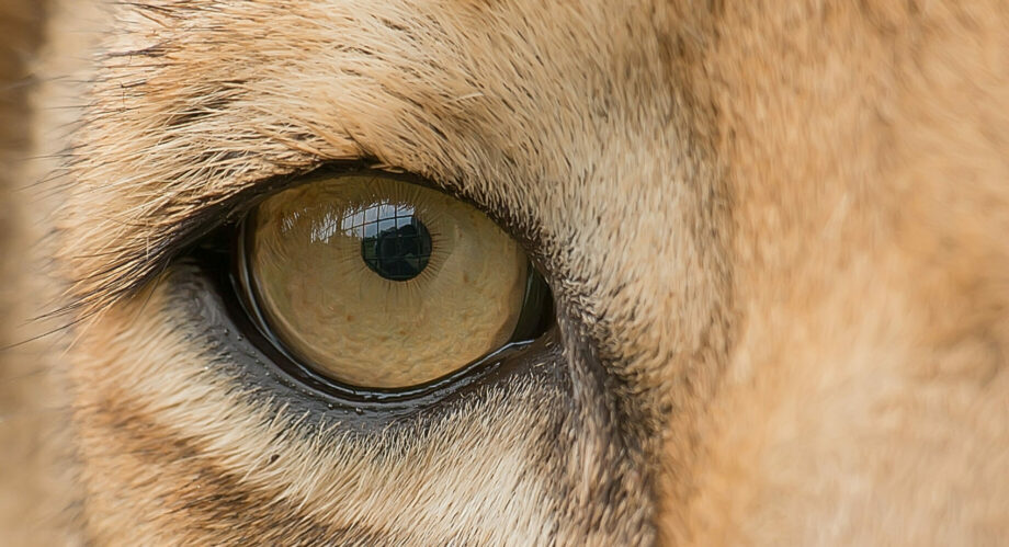 The Lion's Eye Image