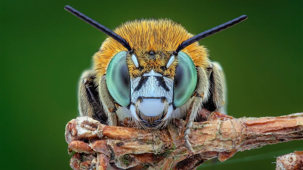 Image of a Bee's Head