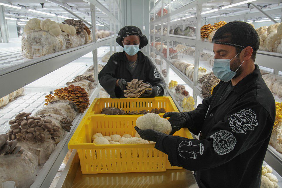 Lion-Fruit-Farms-mushrooms