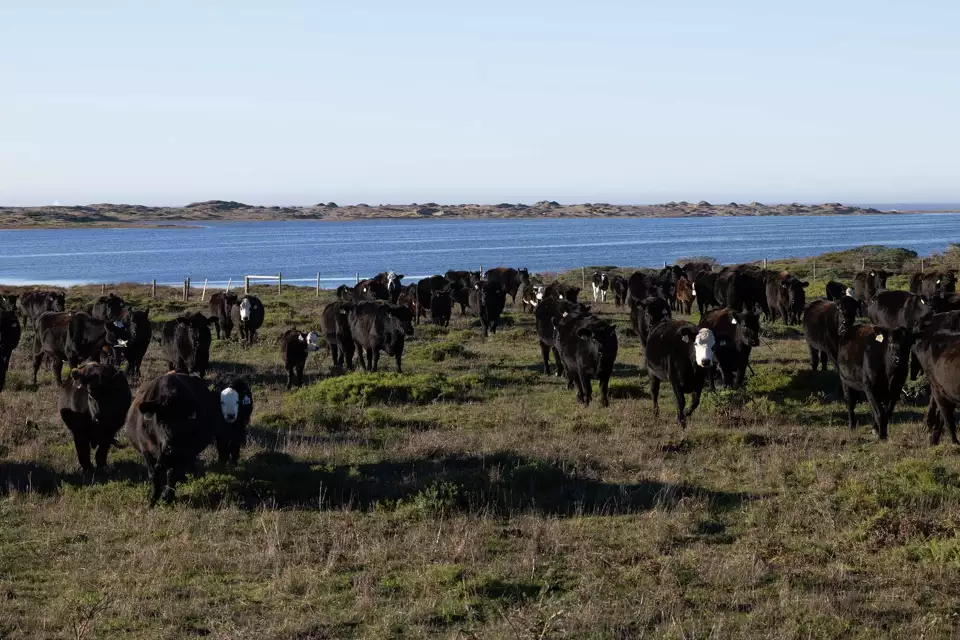 Point-Reyes-Cattle