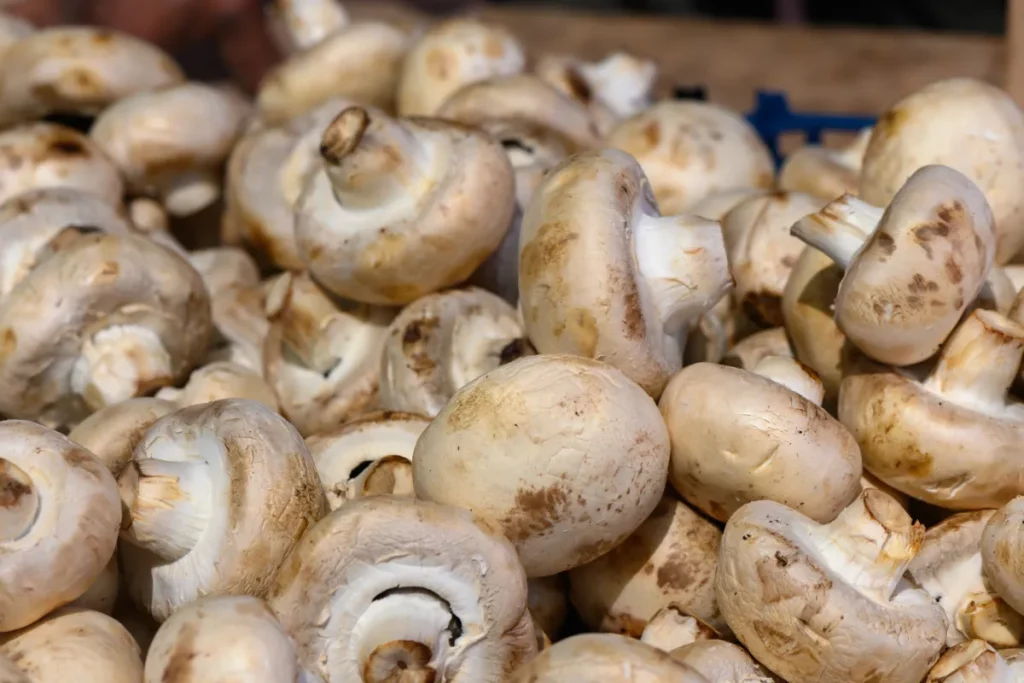 Mushroom Composting