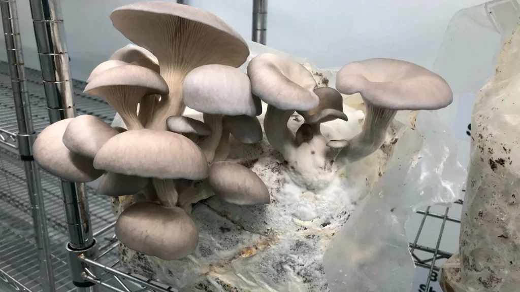 Shrooms