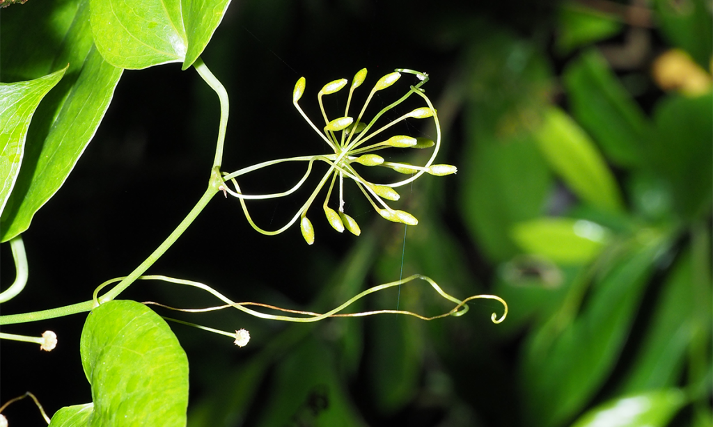 Plant-Pollinator Relationship