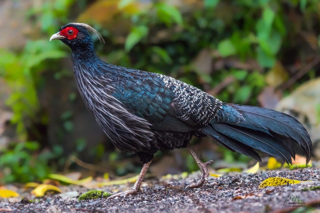 pheasant